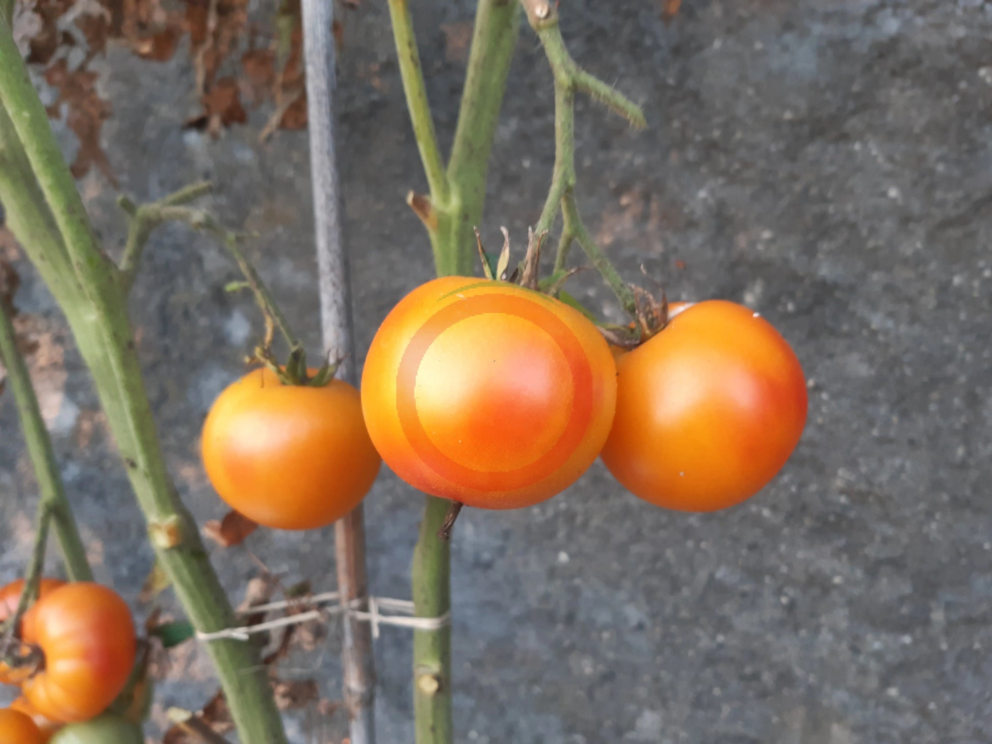 Mallorquin Colgados DER TOMATENFLÜSTERER