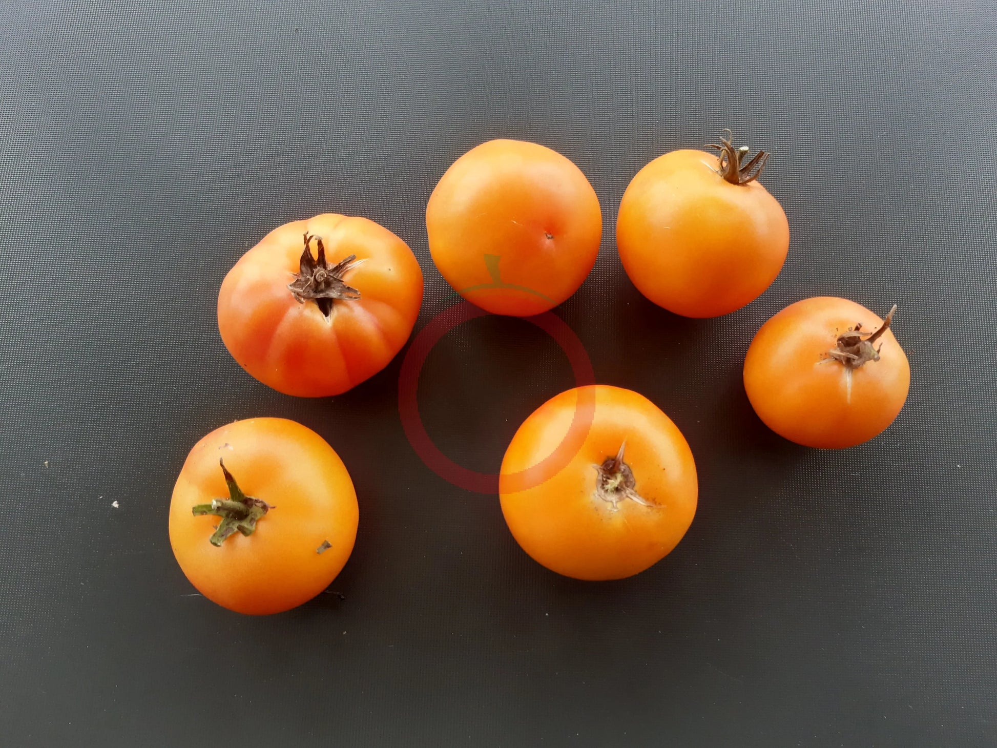 Mallorquin Colgados DER TOMATENFLÜSTERER