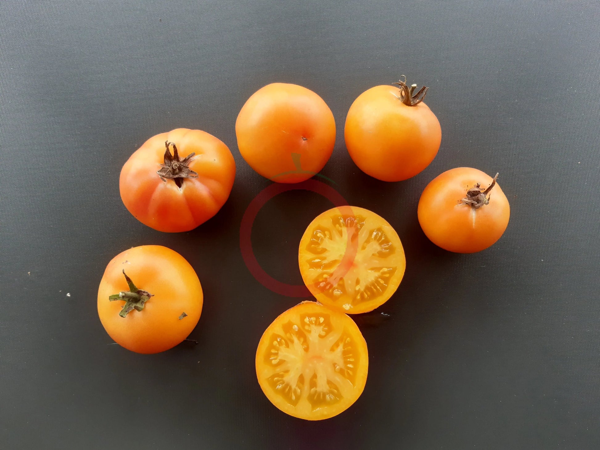 Mallorquin Colgados DER TOMATENFLÜSTERER