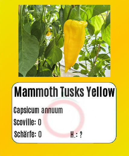 Mammoth Tusks Yellow DER TOMATENFLÜSTERER