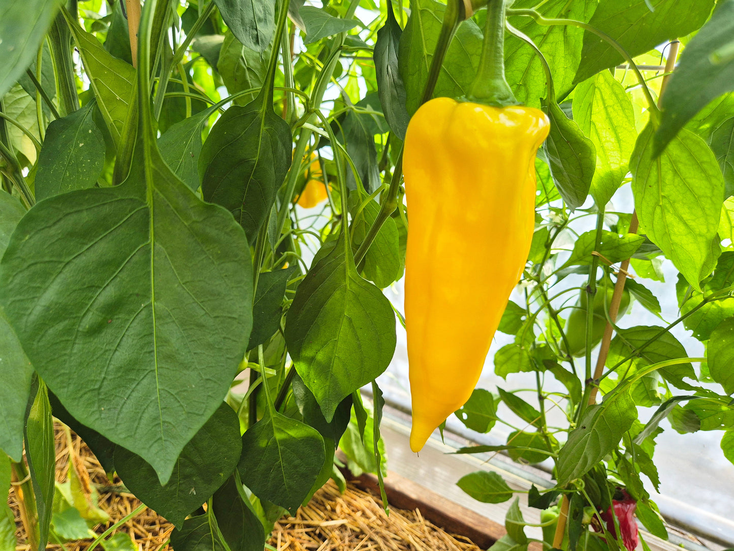Mammoth Tusks Yellow DER TOMATENFLÜSTERER