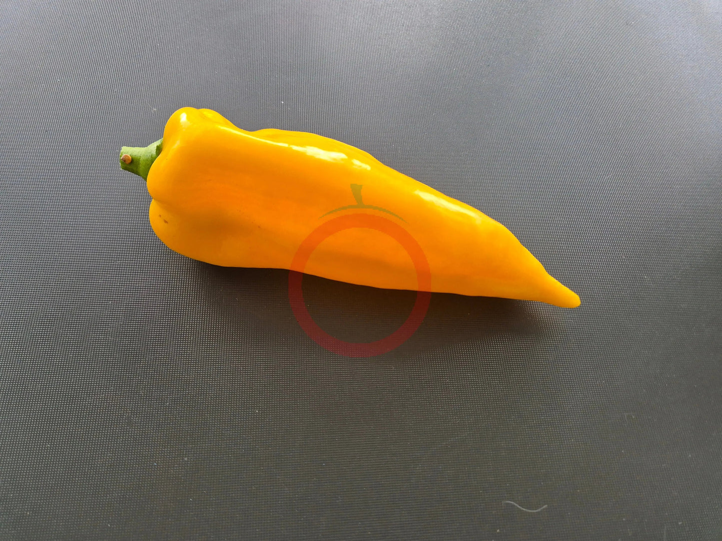 Mammoth Tusks Yellow DER TOMATENFLÜSTERER