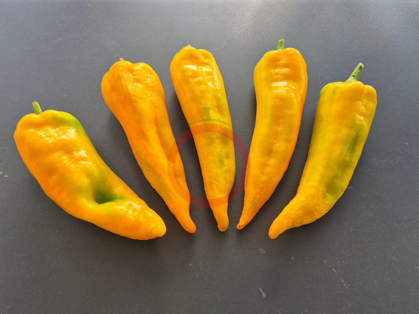 Mammoth Tusks Yellow DER TOMATENFLÜSTERER