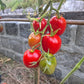 Mamyni DER TOMATENFLÜSTERER