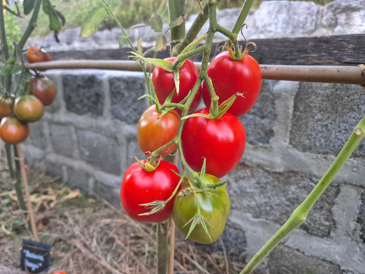Mamyni DER TOMATENFLÜSTERER