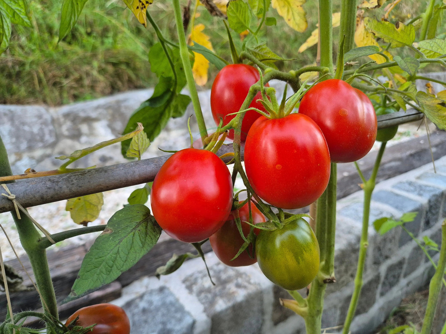 Mamyni DER TOMATENFLÜSTERER