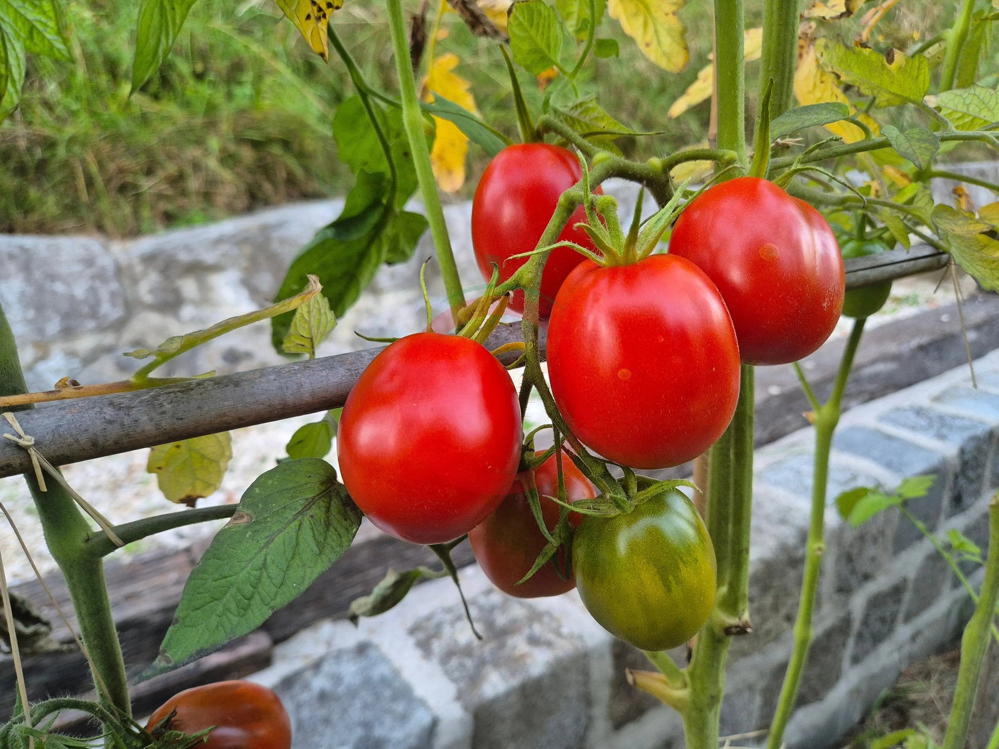 Mamyni DER TOMATENFLÜSTERER