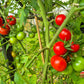 Manx Marvel DER TOMATENFLÜSTERER