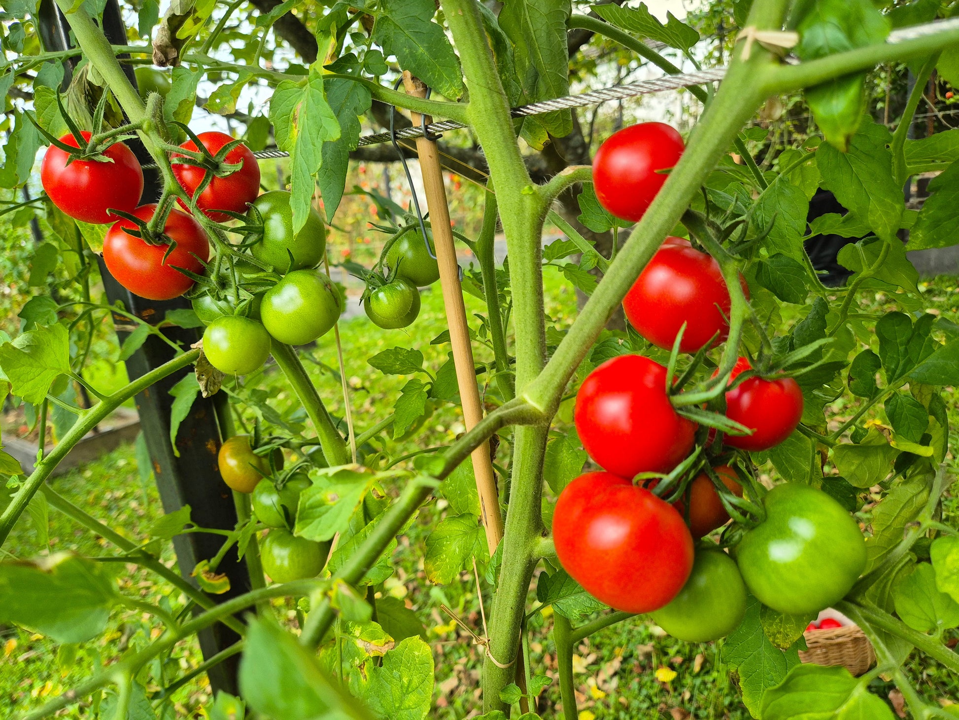 Manx Marvel DER TOMATENFLÜSTERER