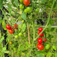 Manx Marvel DER TOMATENFLÜSTERER