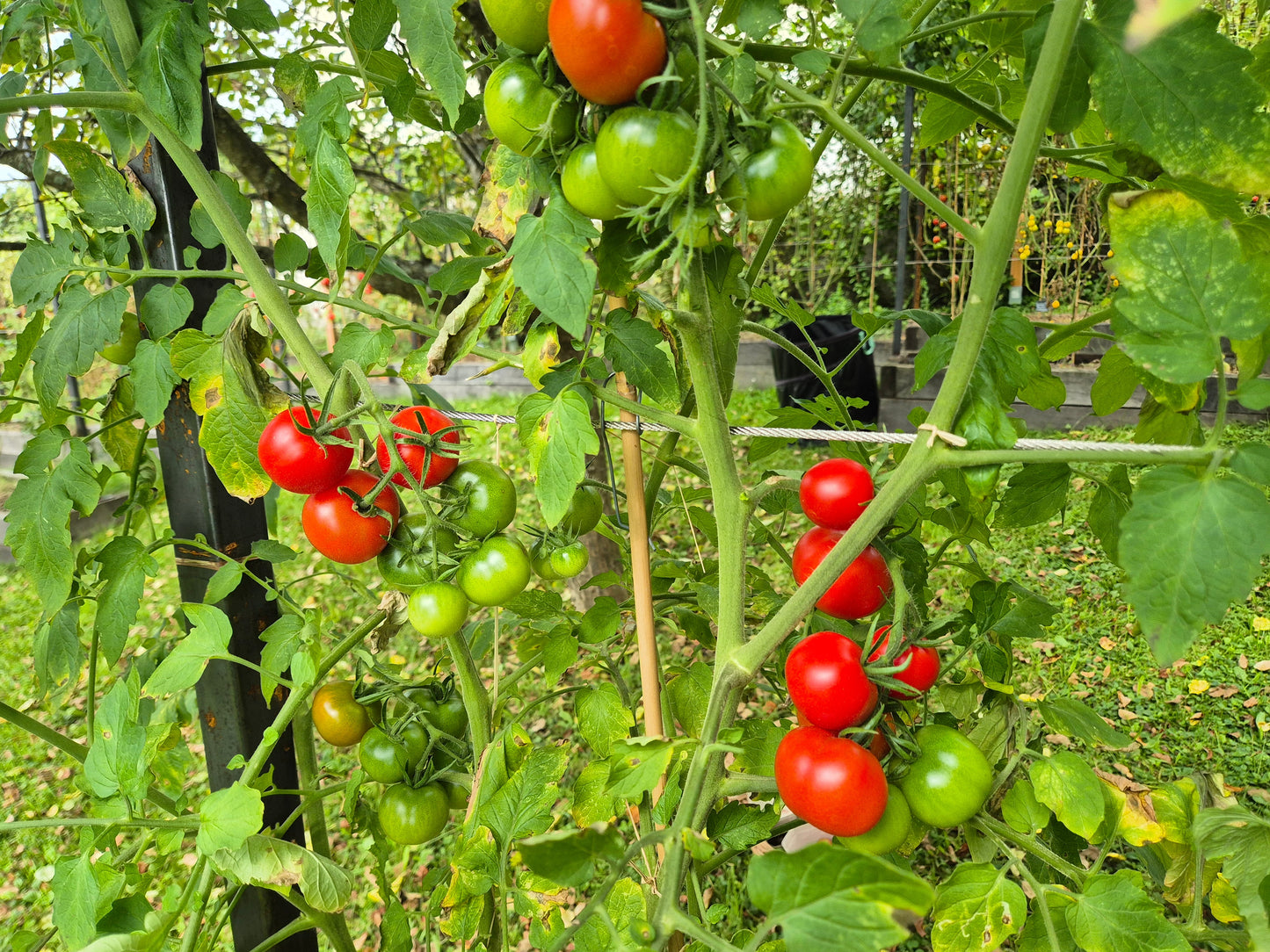 Manx Marvel DER TOMATENFLÜSTERER