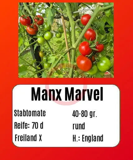 Manx Marvel DER TOMATENFLÜSTERER