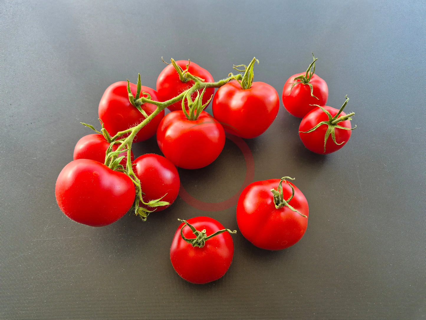 Manx Marvel DER TOMATENFLÜSTERER