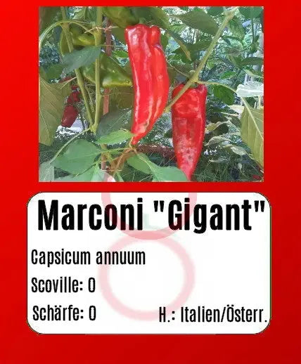 Marconi "Gigant" DER TOMATENFLÜSTERER