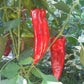 Marconi "Gigant" DER TOMATENFLÜSTERER