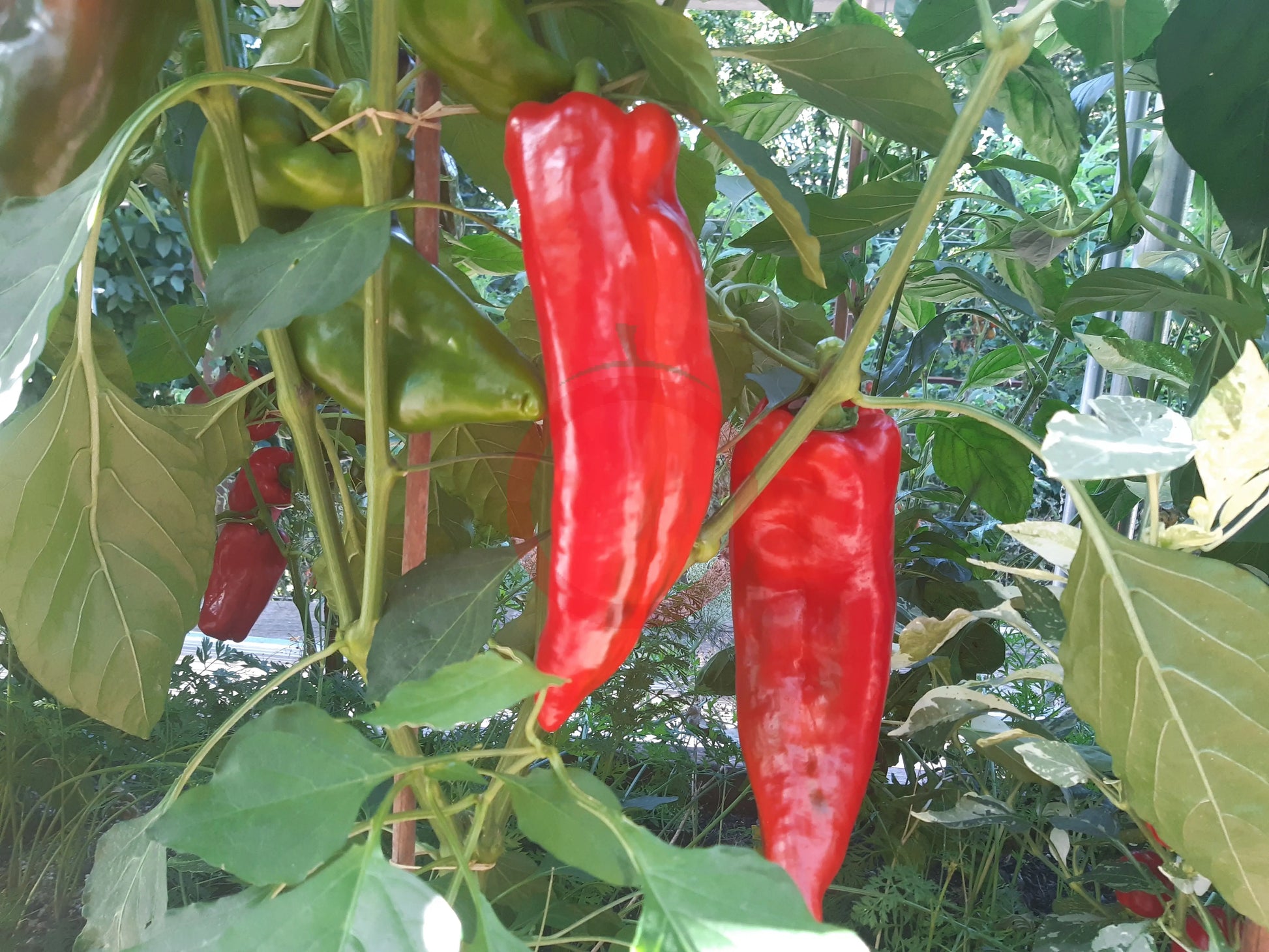 Marconi "Gigant" DER TOMATENFLÜSTERER