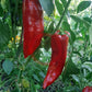 Marconi "Gigant" DER TOMATENFLÜSTERER