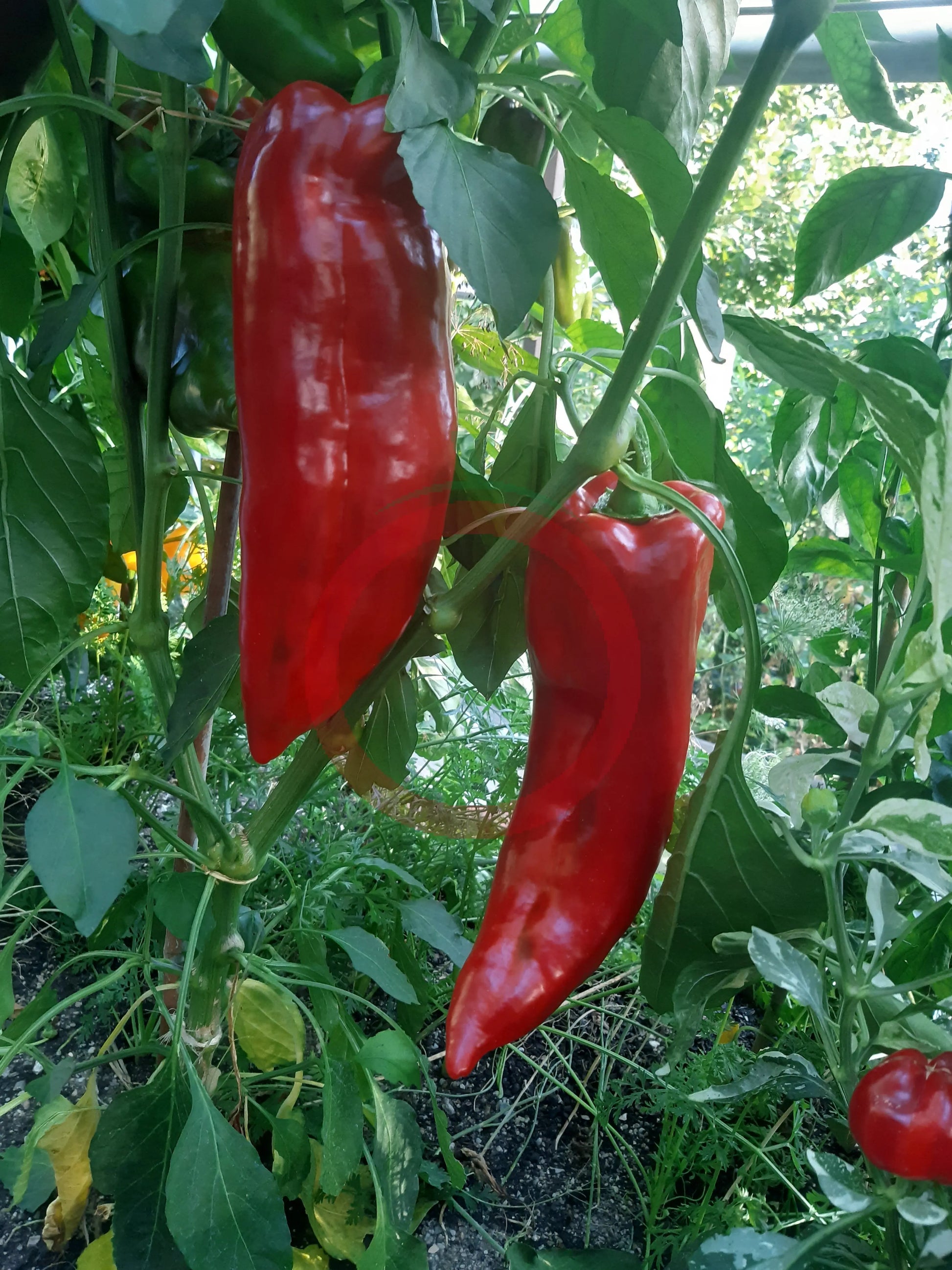 Marconi "Gigant" DER TOMATENFLÜSTERER