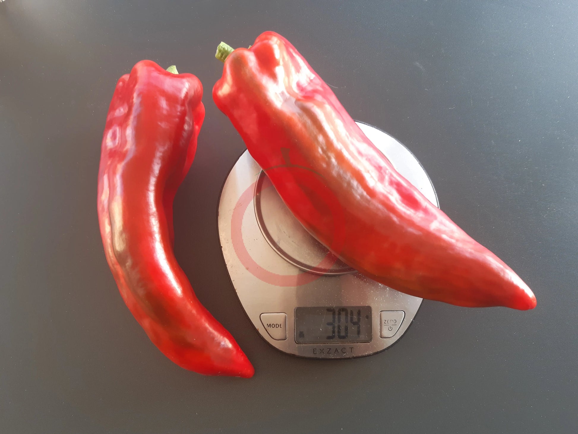 Marconi "Gigant" DER TOMATENFLÜSTERER