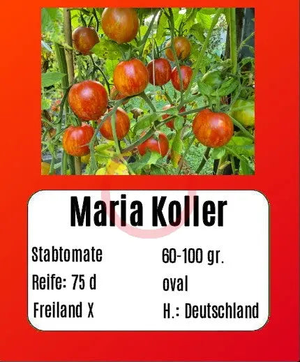 Maria Koller DER TOMATENFLÜSTERER