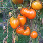 Marina Duhova DER TOMATENFLÜSTERER