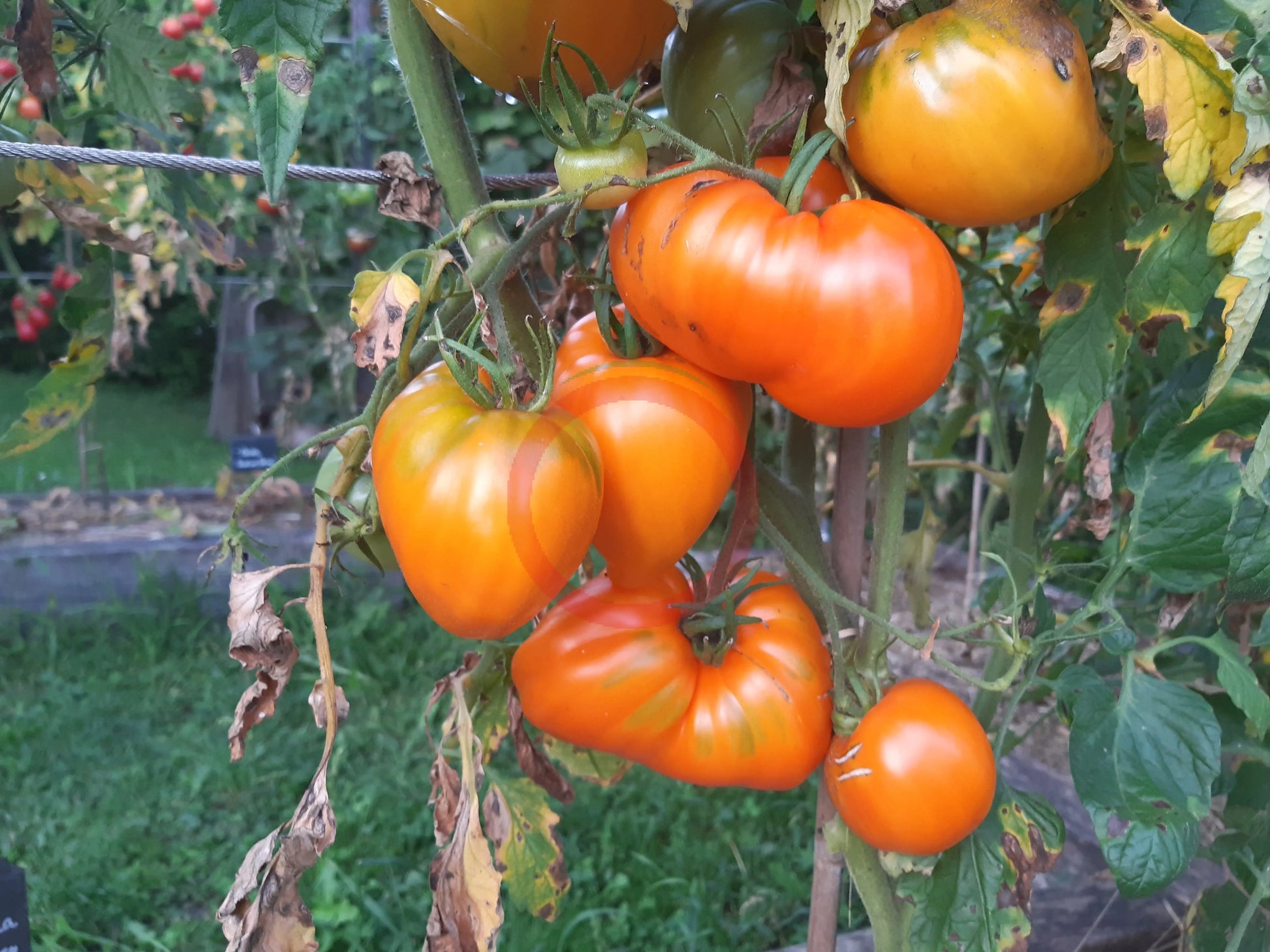 Marina Duhova DER TOMATENFLÜSTERER