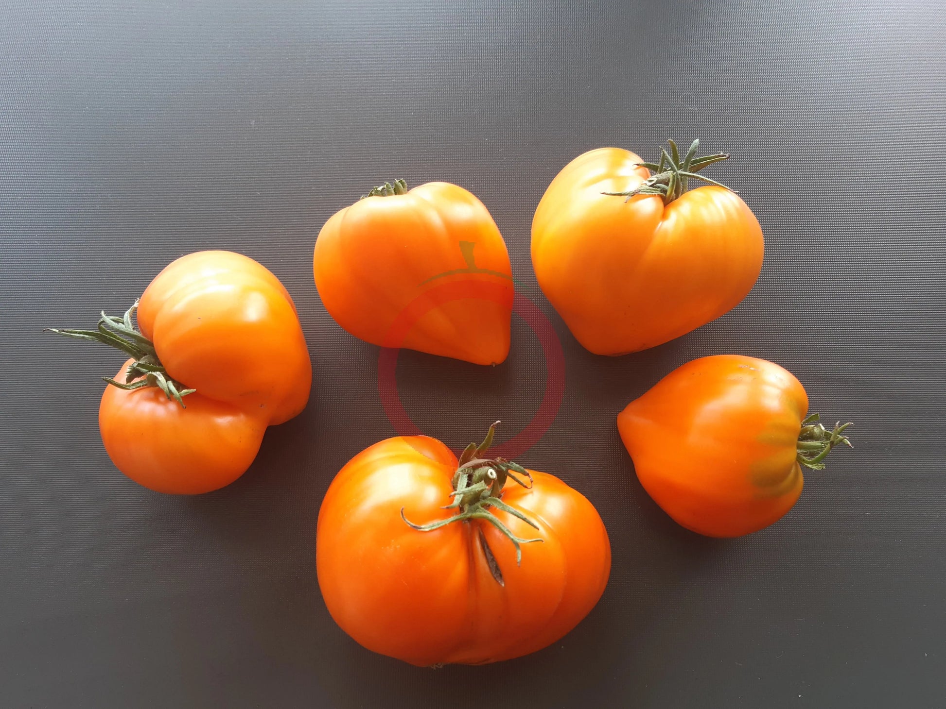Marina Duhova DER TOMATENFLÜSTERER
