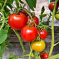 Marizol Korney DER TOMATENFLÜSTERER