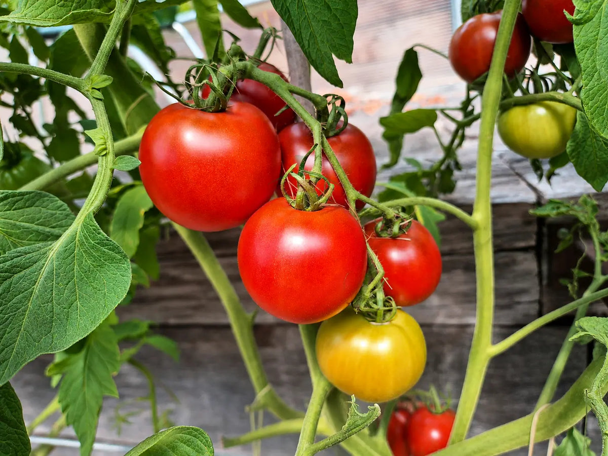 Marizol Korney DER TOMATENFLÜSTERER