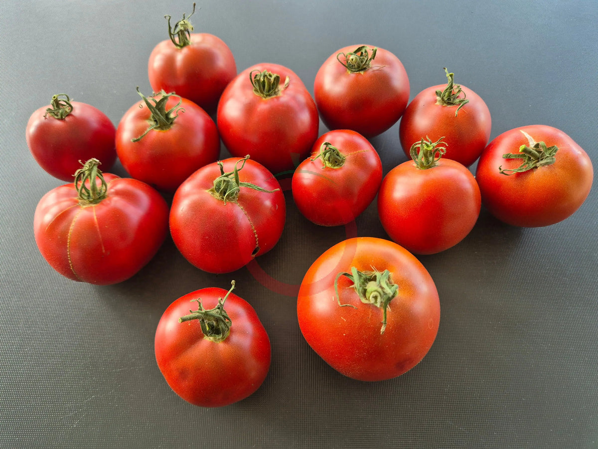 Marizol Korney DER TOMATENFLÜSTERER
