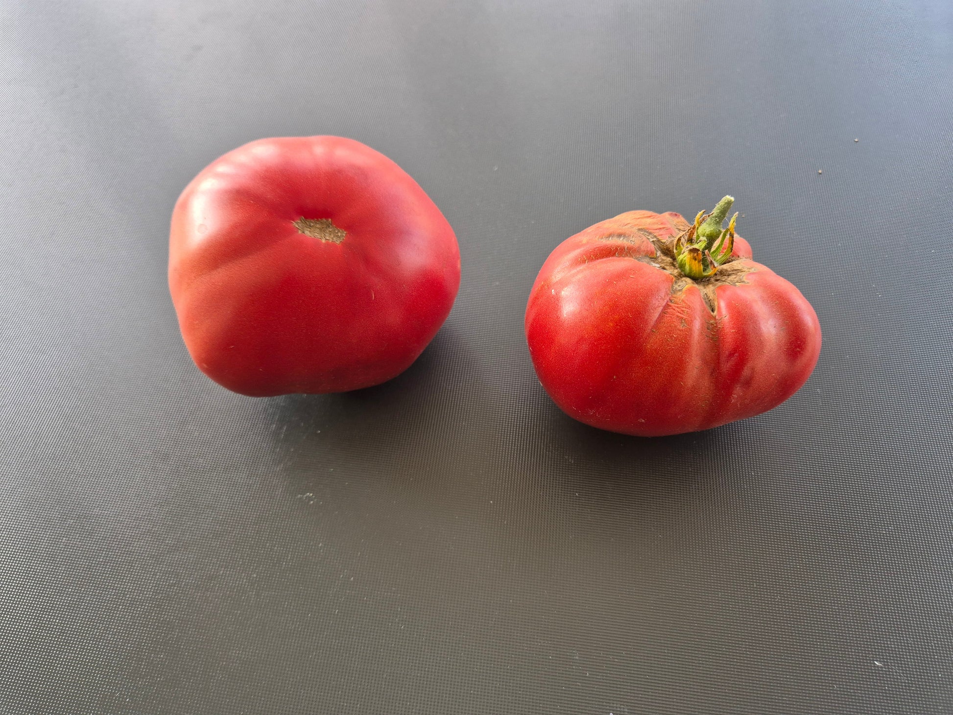 Marlowe Charleston DER TOMATENFLÜSTERER