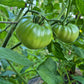 Marlowe Charleston DER TOMATENFLÜSTERER