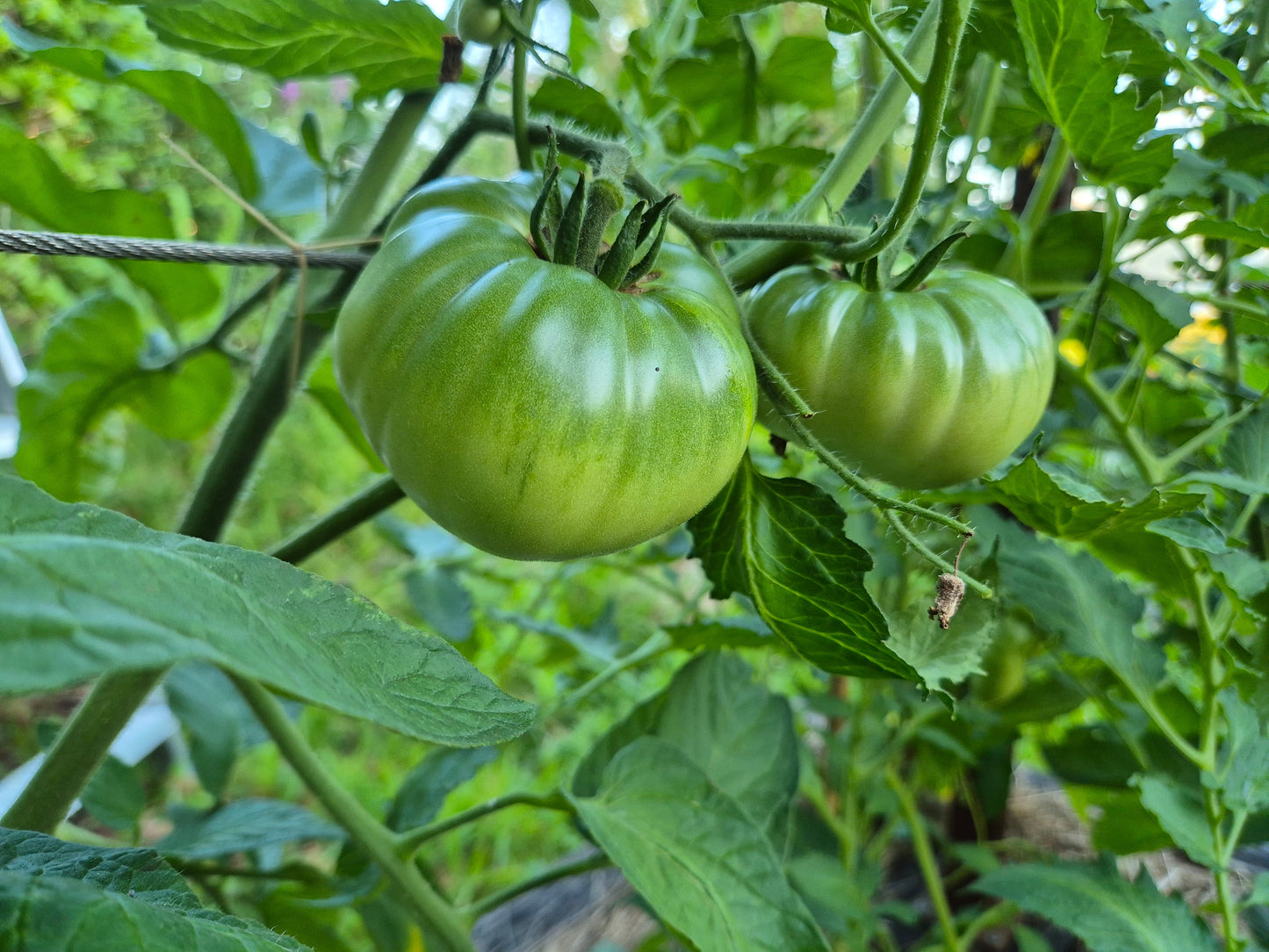Marlowe Charleston DER TOMATENFLÜSTERER
