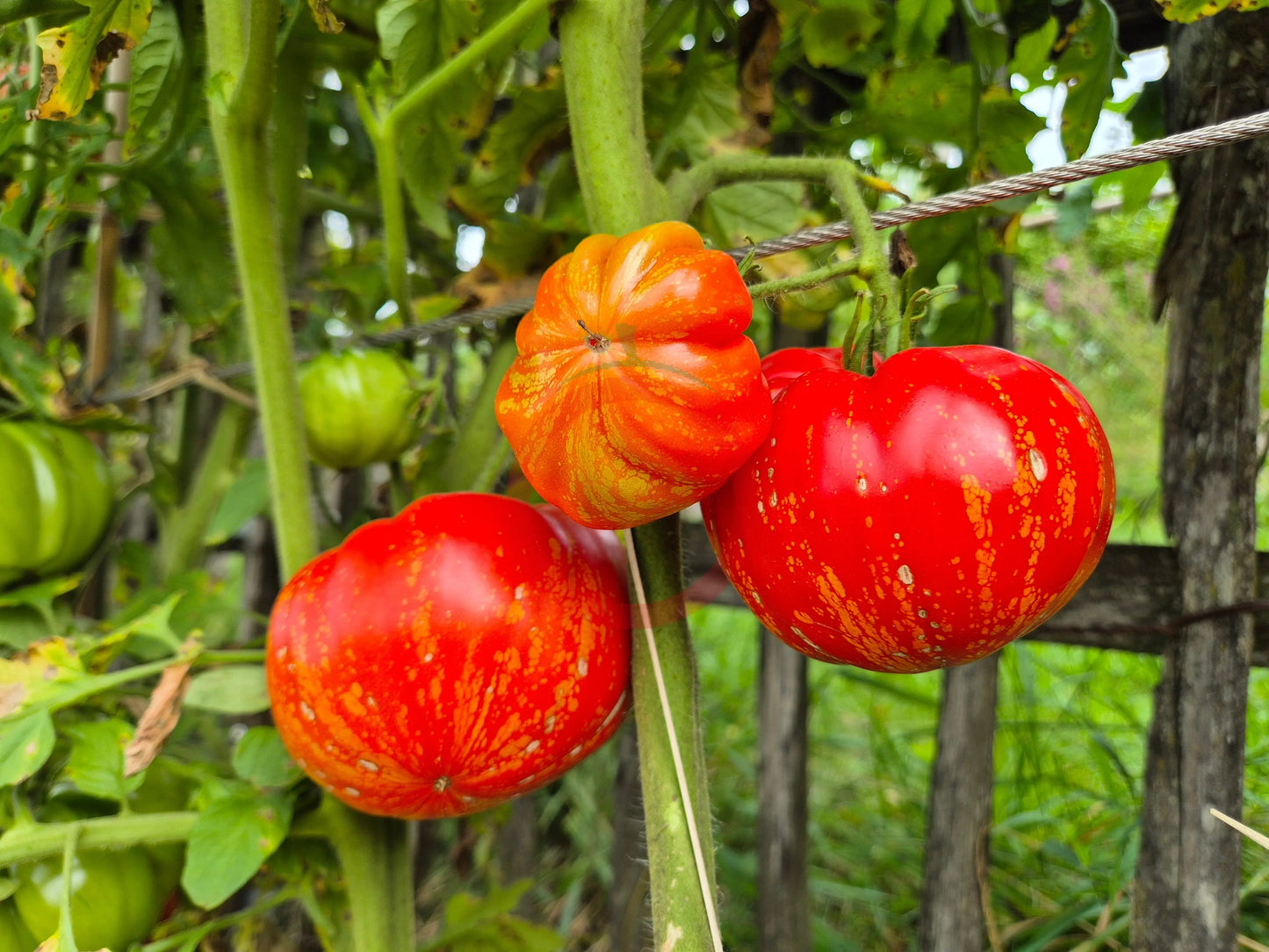 Marmande de Montpellier DER TOMATENFLÜSTERER
