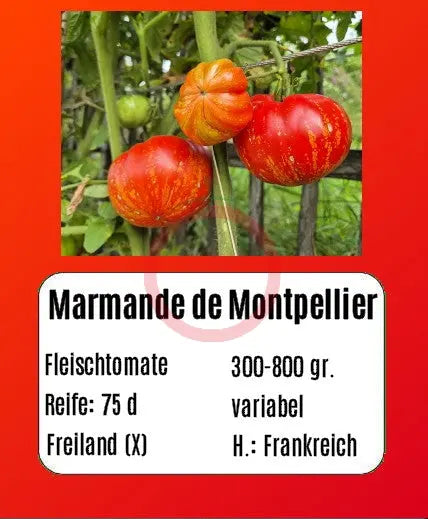 Marmande de Montpellier DER TOMATENFLÜSTERER
