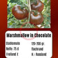 Marshmallow in Chocolate DER TOMATENFLÜSTERER