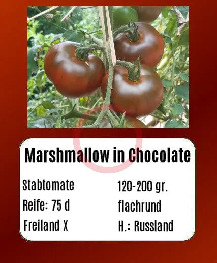 Marshmallow in Chocolate DER TOMATENFLÜSTERER