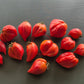 Martha´s Heart DER TOMATENFLÜSTERER