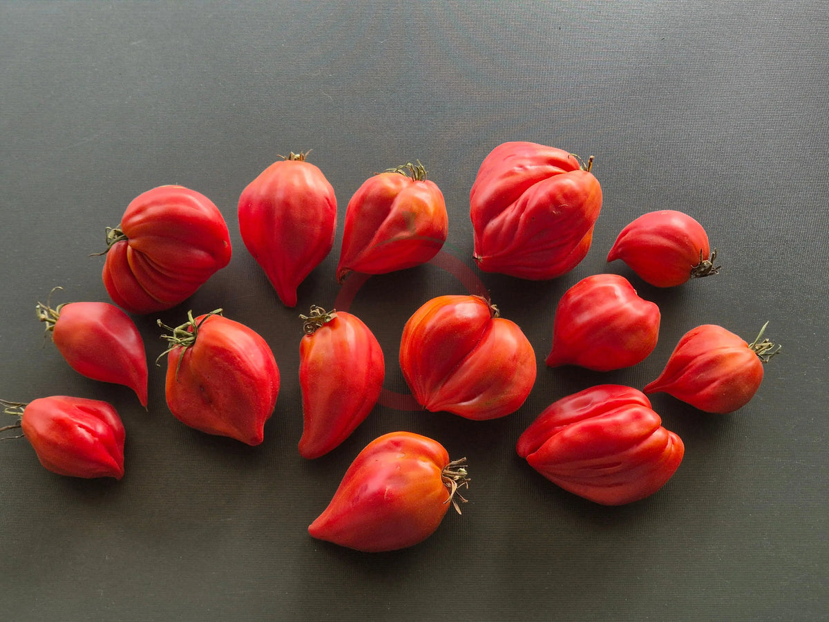 Martha´s Heart DER TOMATENFLÜSTERER