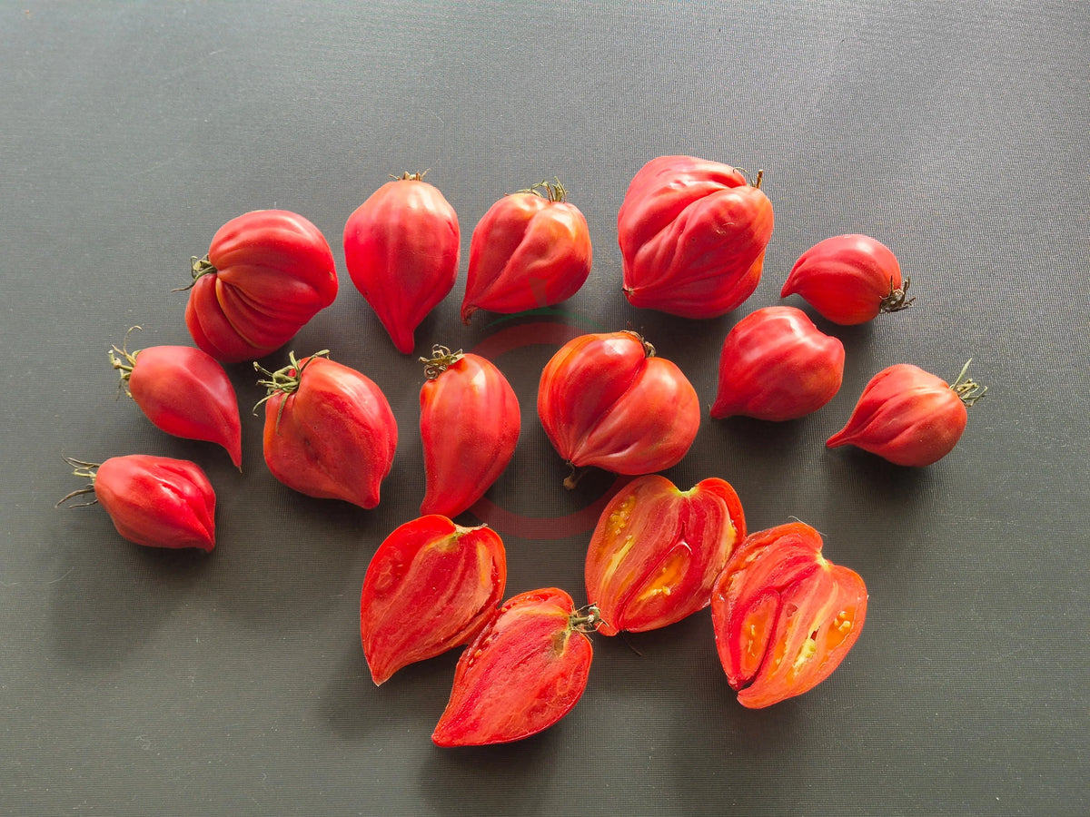 Martha´s Heart DER TOMATENFLÜSTERER