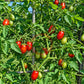 Martino's Roma DER TOMATENFLÜSTERER