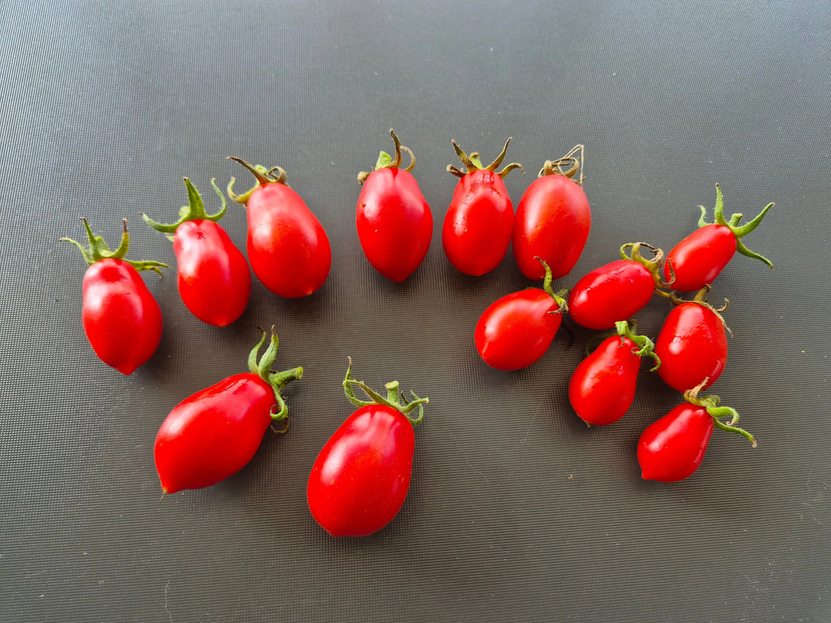 Martino's Roma DER TOMATENFLÜSTERER