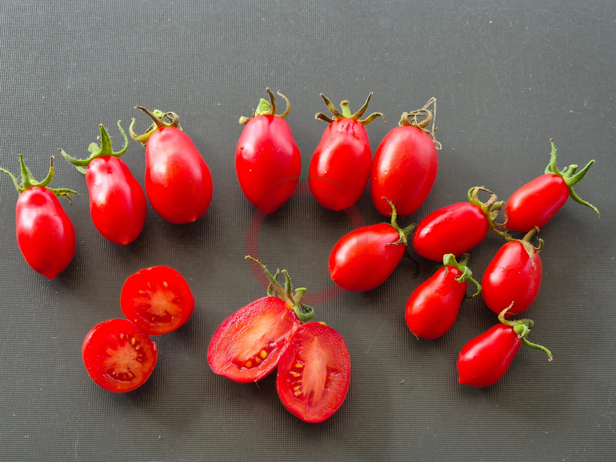 Martino's Roma DER TOMATENFLÜSTERER