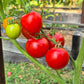 Matina DER TOMATENFLÜSTERER