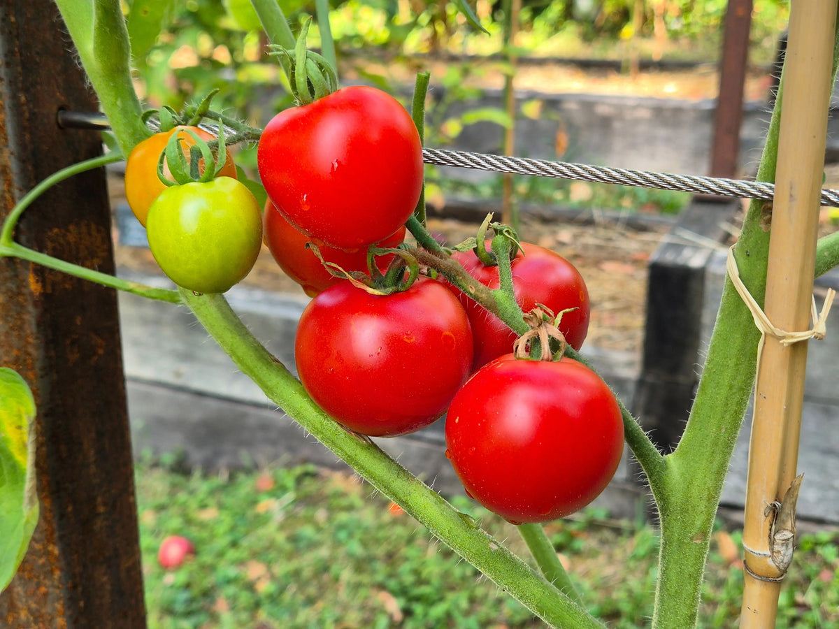 Matina DER TOMATENFLÜSTERER