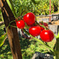 Matina DER TOMATENFLÜSTERER