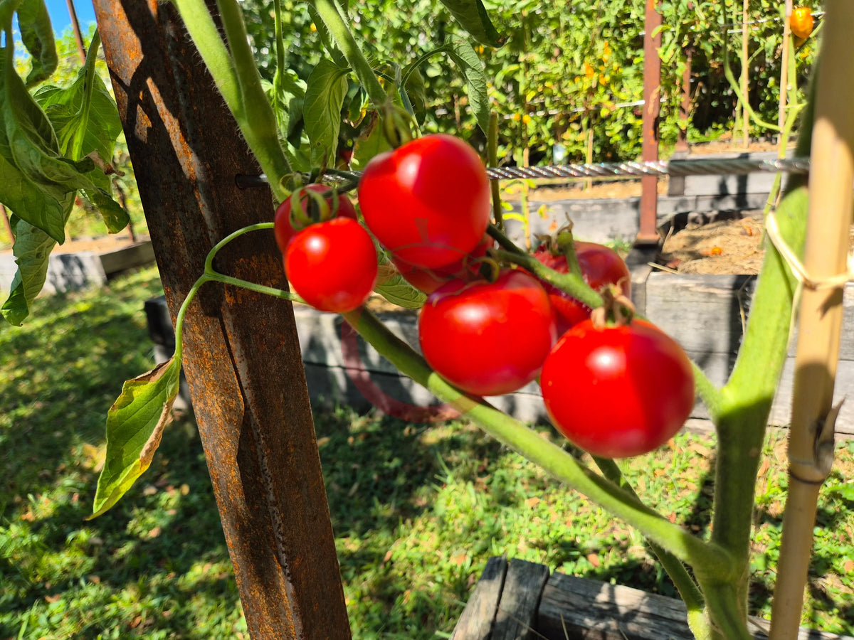 Matina DER TOMATENFLÜSTERER