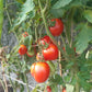 Matt´s Hornet DER TOMATENFLÜSTERER