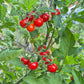 Matt´s Wild Cherry DER TOMATENFLÜSTERER