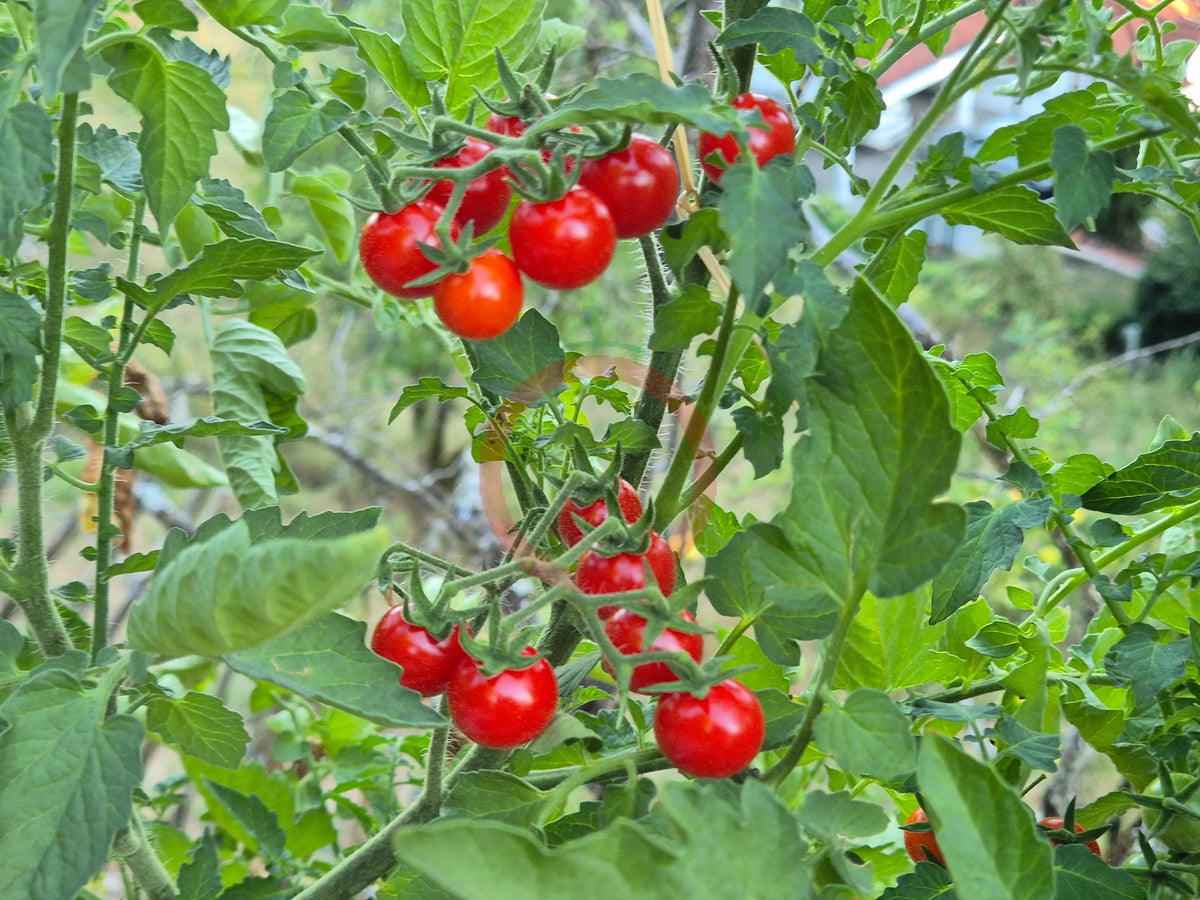 Matt´s Wild Cherry DER TOMATENFLÜSTERER